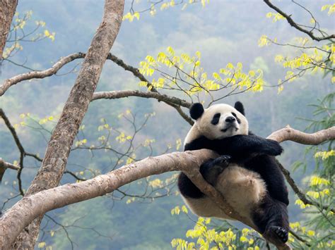 Wild Giant Panda Sportingbet